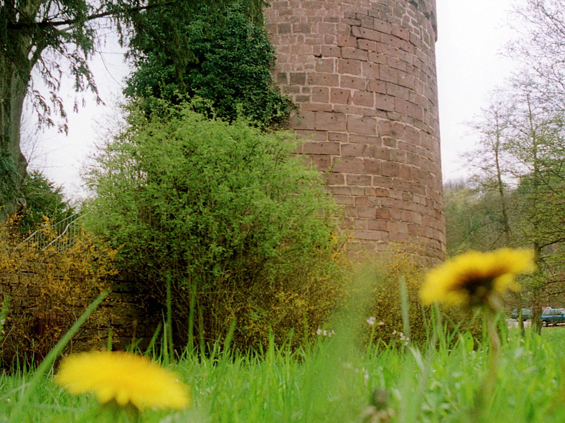 Turm Turm Kerpen im HIntergrund, Löwenzahn in Nahaufnahme im Vordergrund
